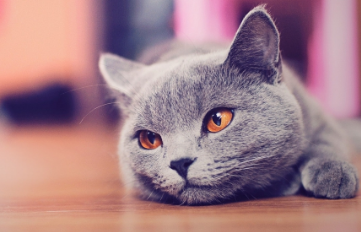 野猫为什么不能打？这里有答案