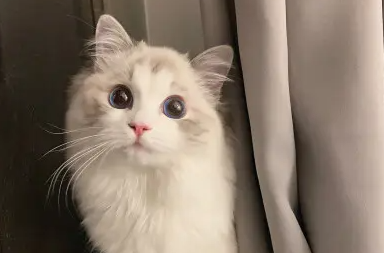 一文教会你，刚出生的小猫要多久才能睁开眼睛？