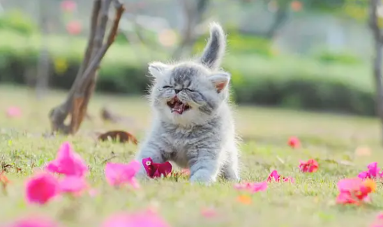 猫的胡须有多长？这篇文章有答案！