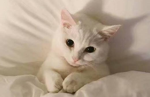 猫的胡须有多长？这篇文章有答案！