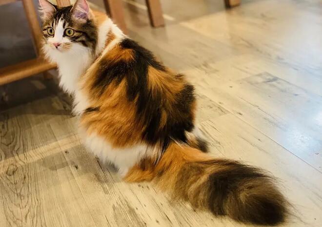 为什么三花猫都是母的？原因很简单
