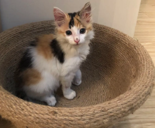 为什么三花猫都是母的？原因很简单
