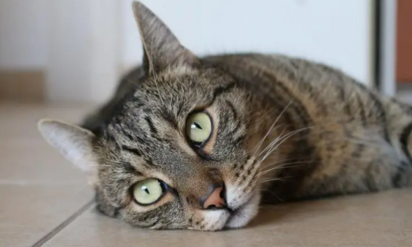 长相像老虎的猫是什么品种？有必要了解一下！