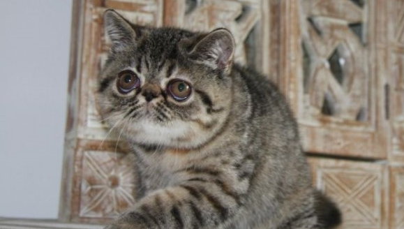 长相像老虎的猫是什么品种？有必要了解一下！