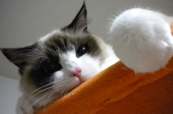 剪到猫咪血线会感染吗？此文帮你解答