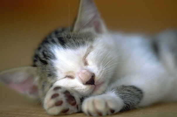 人对猫过敏是什么症状？这里可以了解～