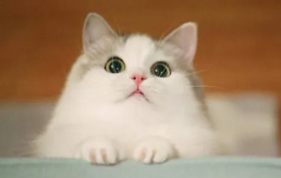 人对猫过敏是什么症状？这里可以了解～