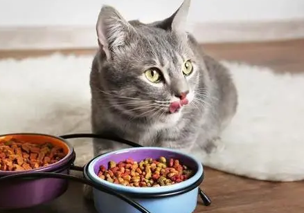 给猫吃什么好？铲屎官有必要知道