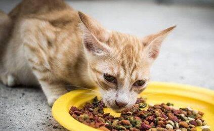 给猫吃什么好？铲屎官有必要知道