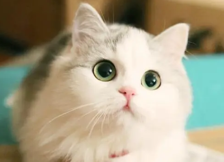 猫咪六个月多少斤正常？看这里~
