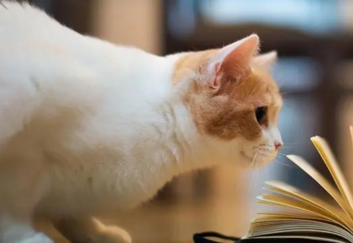 猫咪六个月多少斤正常？看这里~