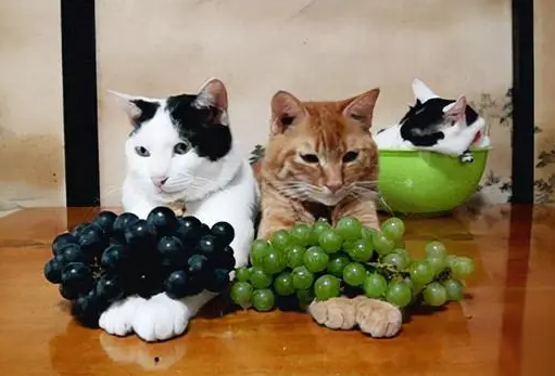 猫有必要吃蔬菜水果吗？ 本文给你答案