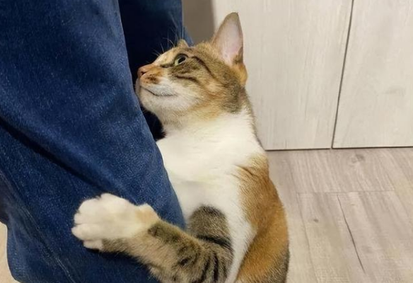 猫用尾巴勾你腿是什么意思？来了解下吧