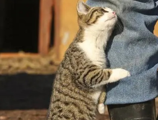 猫用尾巴勾你腿是什么意思？来了解下吧