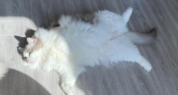 猫不晒太阳会怎样?主人需知 猫不晒太阳会怎样?主人需知