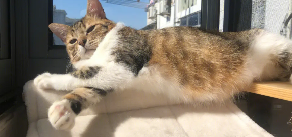 猫不晒太阳会怎样?主人需知 猫不晒太阳会怎样?主人需知
