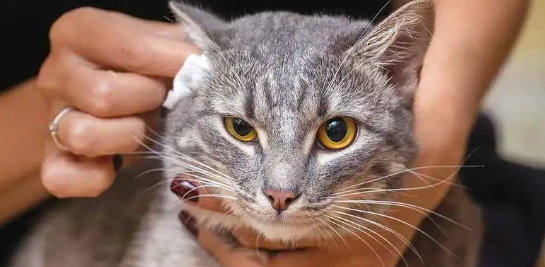 幼猫多大开始清洁耳朵?我告诉你! 幼猫多大开始清洁耳朵?我告诉你!