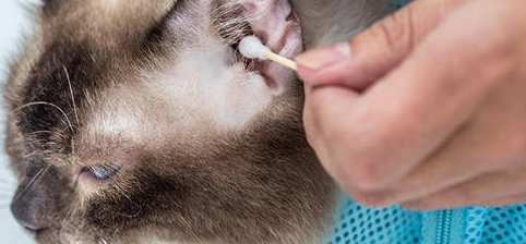 幼猫多大开始清洁耳朵?我告诉你! 幼猫多大开始清洁耳朵?我告诉你!