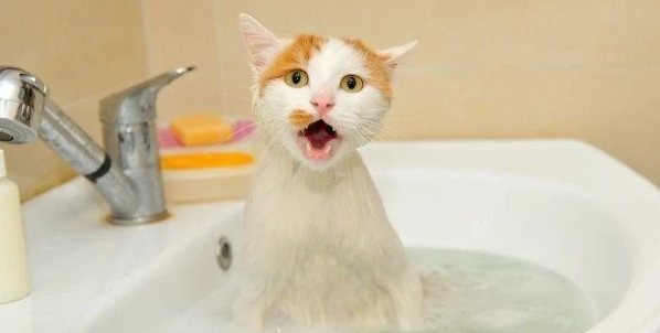 猫咪可不可以天天洗澡?它远比你想象的要干净~ 猫咪可不可以天天洗澡?它远比你想象的要干净~