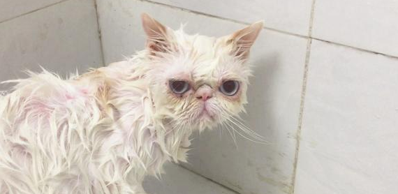 猫咪可不可以天天洗澡?它远比你想象的要干净~ 猫咪可不可以天天洗澡?它远比你想象的要干净~