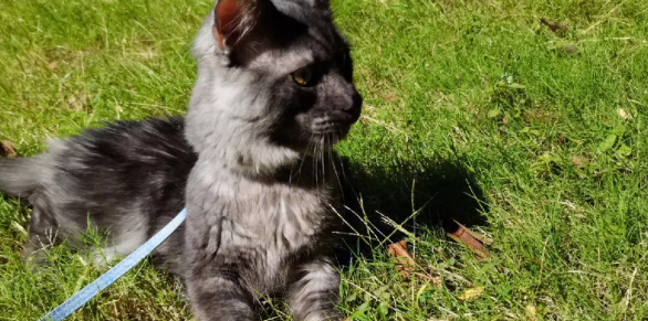 猫咪可不可以溜？答案是可以！