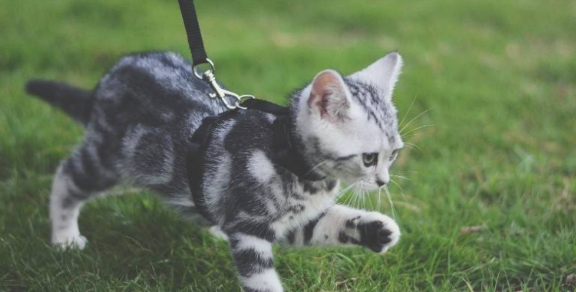 猫咪可不可以溜？答案是可以！