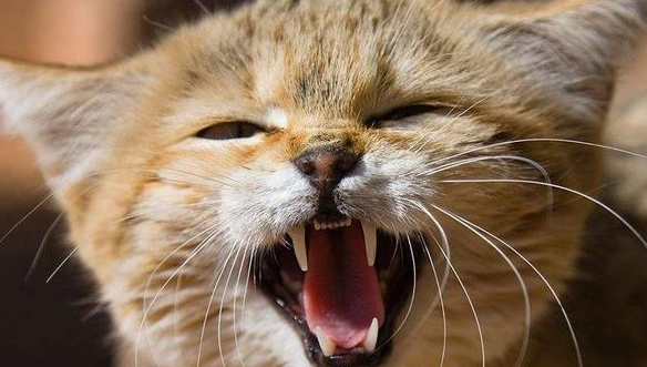 很奇怪？猫为什么凌晨五六点叫？