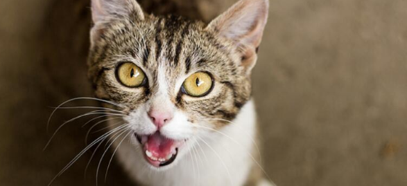 很奇怪？猫为什么凌晨五六点叫？