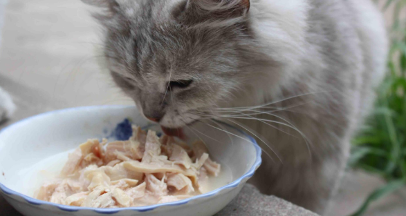 四个月小猫一天吃多少？如何正确饲养？