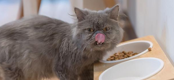 四个月小猫一天吃多少？如何正确饲养？