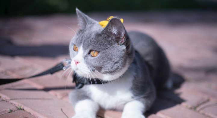 猫为什么可以抓住苍蝇?有必要了解一下! 猫为什么可以抓住苍蝇?有必要了解一下!