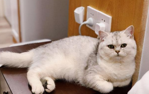 猫为什么可以抓住苍蝇?有必要了解一下! 猫为什么可以抓住苍蝇?有必要了解一下!