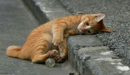 流浪猫为什么不怕冷?我来告诉你! 流浪猫为什么不怕冷?我来告诉你!