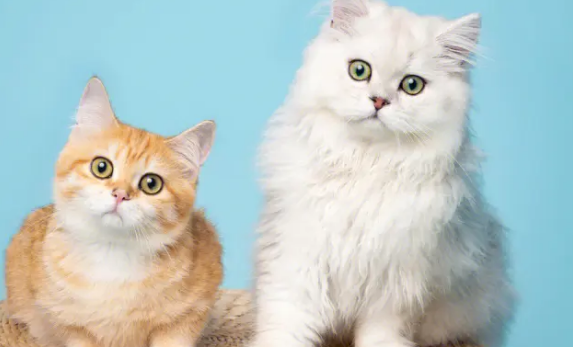 跟猫冷战它会懂吗 和猫冷战有用吗?面对这个问题该怎么处理呢。 跟猫冷战它会懂吗 和猫冷战有用吗?面对这个问题该怎么处理呢。