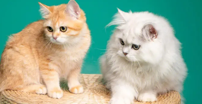 跟猫冷战它会懂吗 和猫冷战有用吗?面对这个问题该怎么处理呢。 跟猫冷战它会懂吗 和猫冷战有用吗?面对这个问题该怎么处理呢。