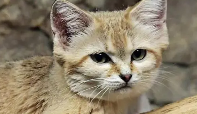 沙丘猫为什么不能养?大家都知道吗? 沙丘猫为什么不能养?大家都知道吗?
