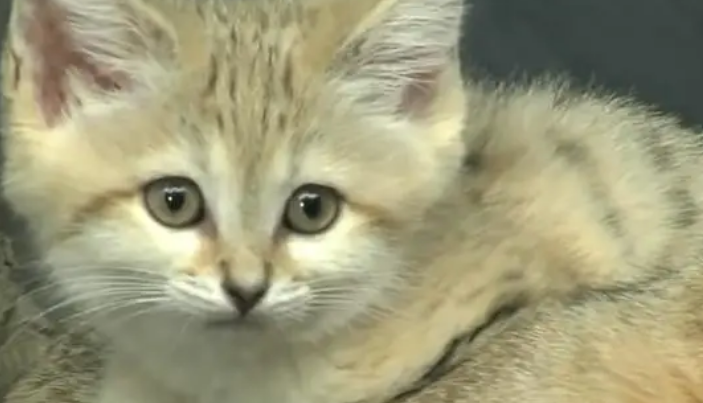 沙丘猫为什么不能养?大家都知道吗? 沙丘猫为什么不能养?大家都知道吗?