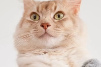 怎么看猫是公猫还是母猫？小编来为大家讲解一下。