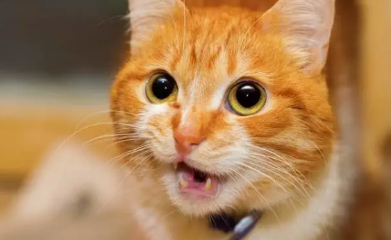 主人洗澡猫为什么会叫?可能是担心主人淹死 主人洗澡猫为什么会叫?可能是担心主人淹死