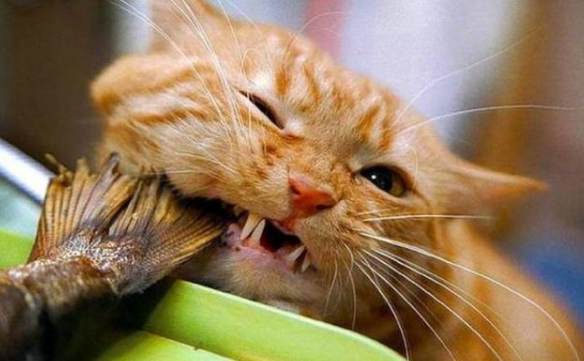 橘猫为什么能吃鱼刺?答案在这里 橘猫为什么能吃鱼刺?答案在这里