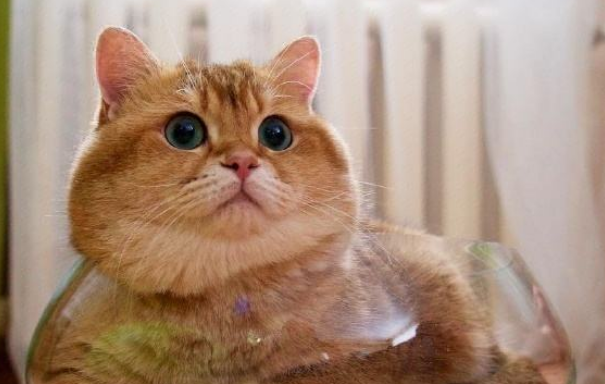 橘猫为什么能吃鱼刺?答案在这里 橘猫为什么能吃鱼刺?答案在这里