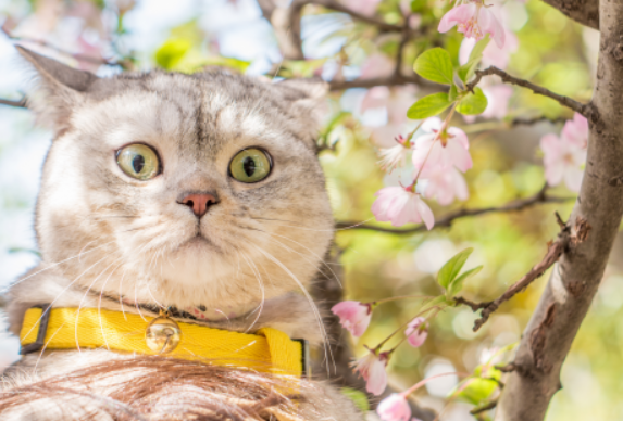 猫哭了代表什么预兆？科普篇~