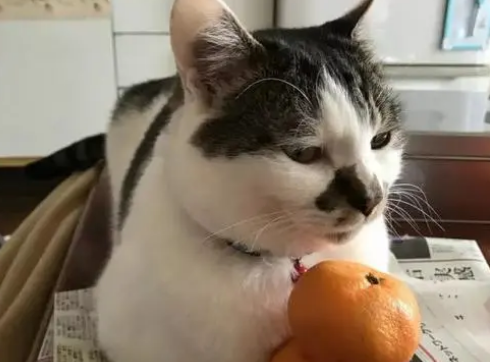 猫可以吃橘子吗？铲屎官要注意下