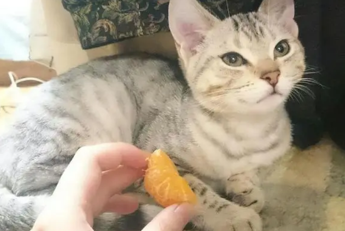 猫可以吃橘子吗？铲屎官要注意下