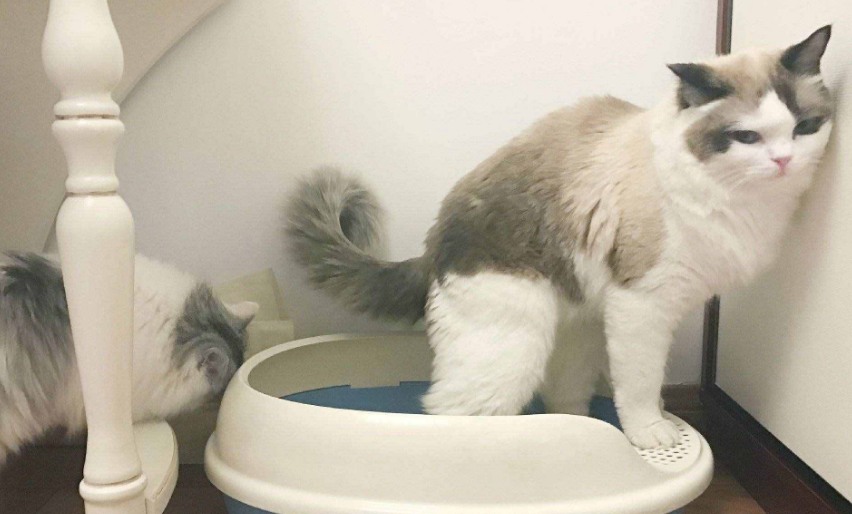 猫为什么拉完屎都要闻一下？想知道看这篇文章