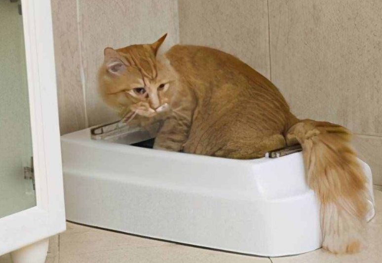 猫为什么拉完屎都要闻一下？想知道看这篇文章