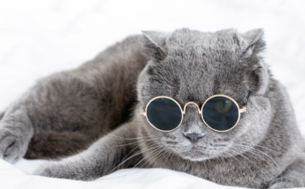 猫乱尿屡教不改怎么办？学习一波~