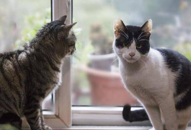 猫乱尿屡教不改怎么办？学习一波~