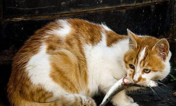什么鱼适合猫吃?铲屎官来看看吧 什么鱼适合猫吃?铲屎官来看看吧