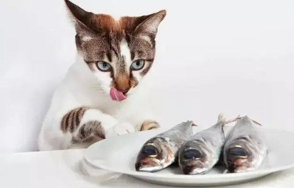 什么鱼适合猫吃?铲屎官来看看吧 什么鱼适合猫吃?铲屎官来看看吧